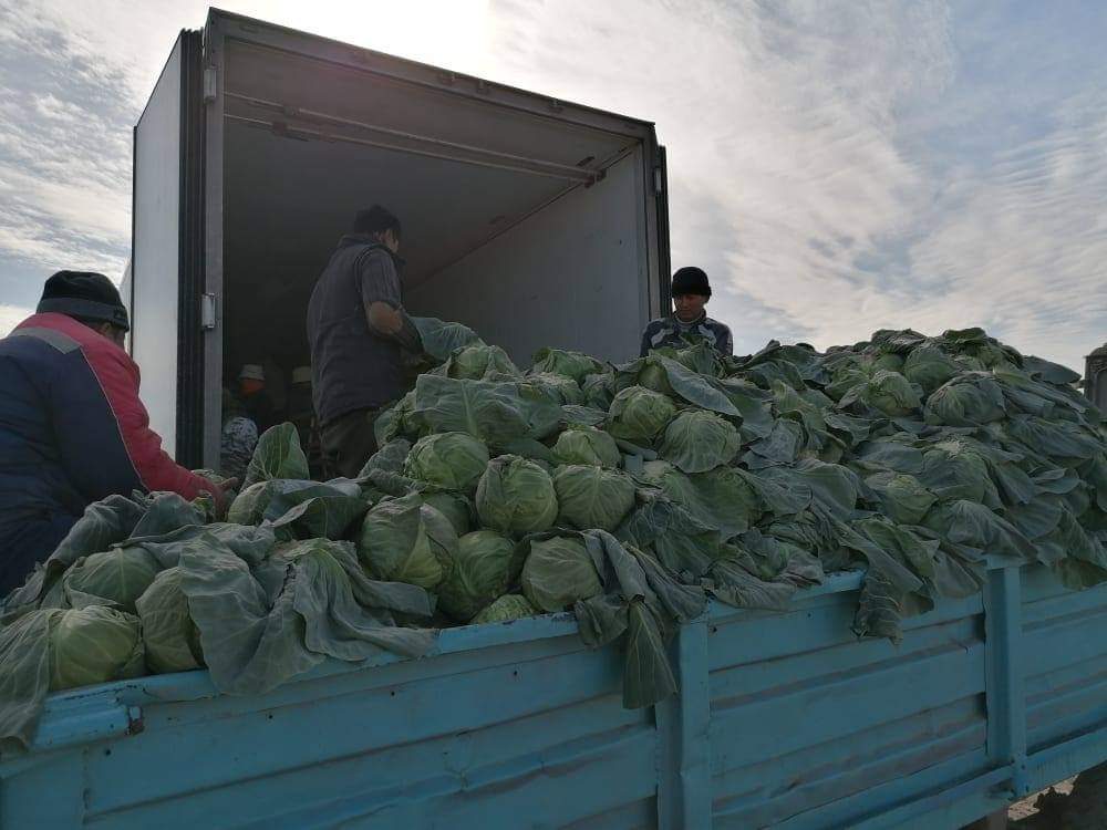 Аграрии Туркестанской области экспортировали первый весенний урожай