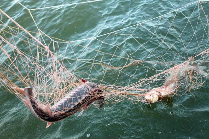 В рамках акции «Бекіре-2020» за две недели изъято 3,7 тонн рыбы