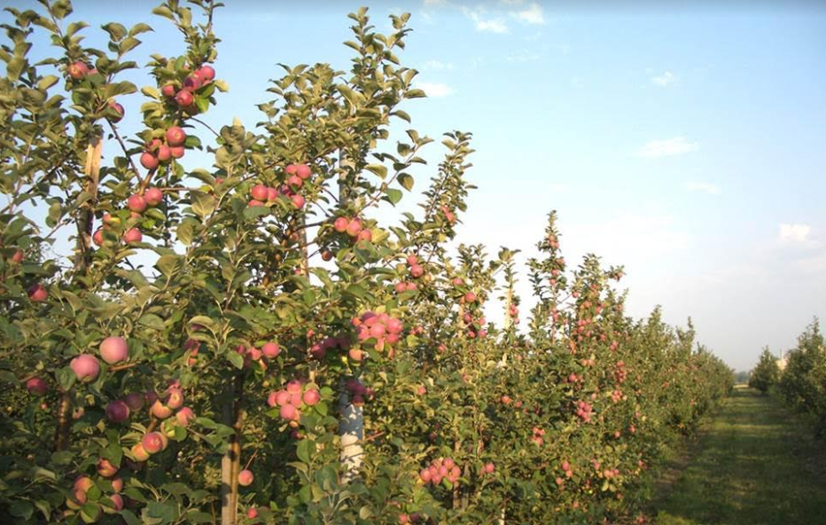 Площадь яблоневых садов в Тюлькубасском районе в этом году увеличится на 100 га