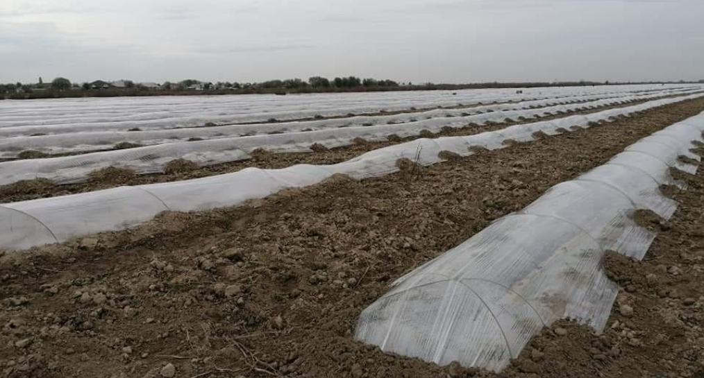 Фермеры Жетысайского района уже начали сеять второй урожай на одном поле