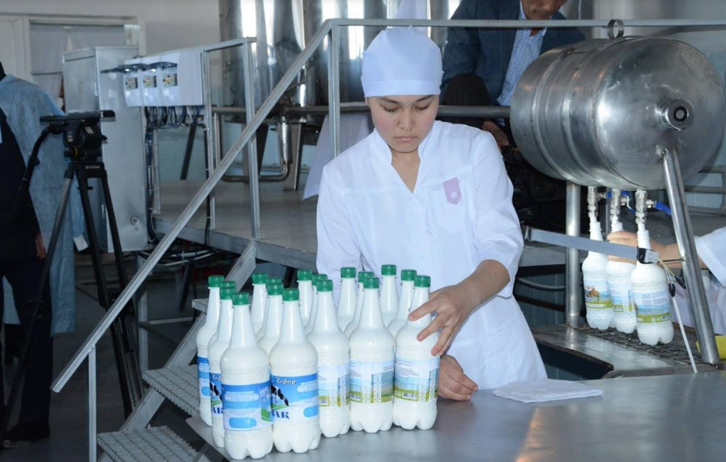 Созакские хозяйственники производят в неделю до 2 тонн верблюжьего молока