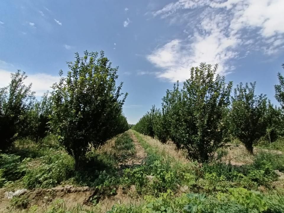 В Сауранском районе плодовое дерево, посаженное елбасы, стало основой сада