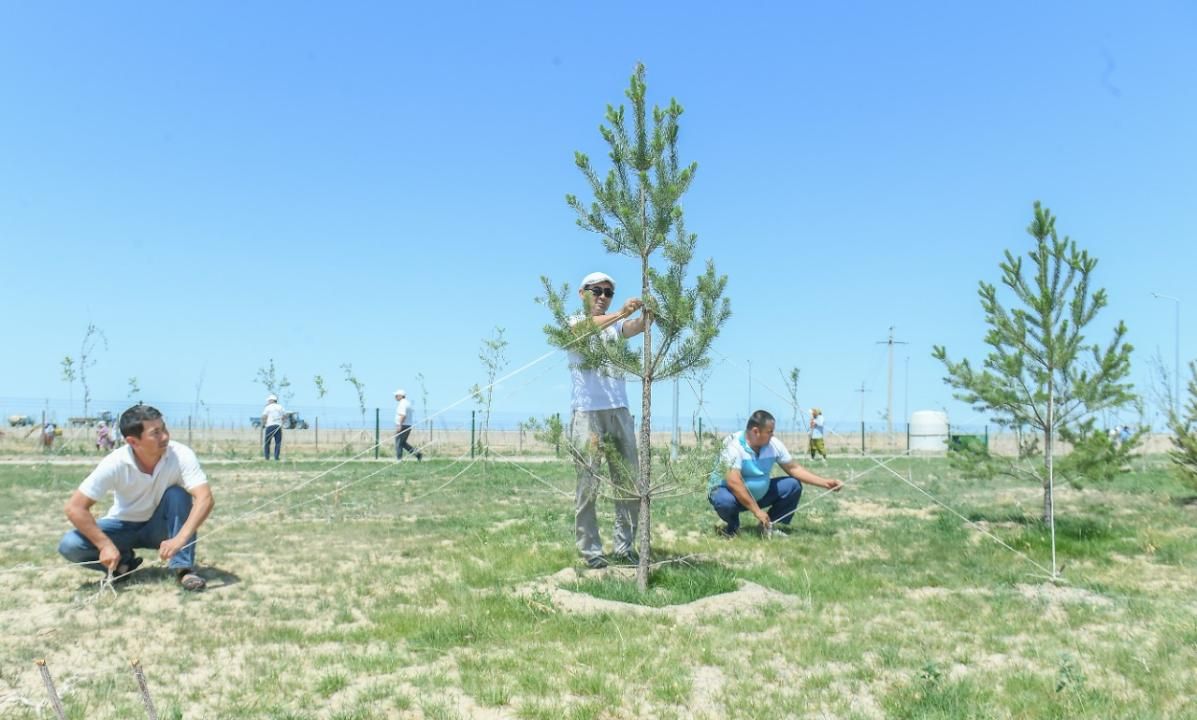 В Туркестане работы по содержанию зеленых насаждений ведутся круглосуточно