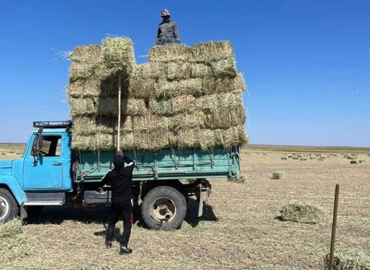 Туркестан: В Созакском районе собраны зимние корма