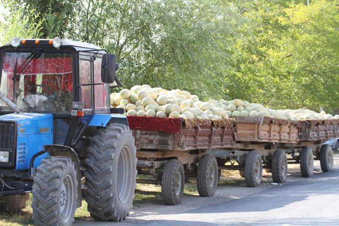 В Мактааральском районе собрано около 200 тыс. тонн бахчевых