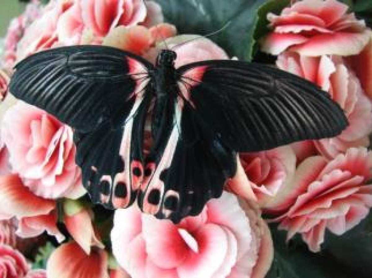 Бабочка для юрты и бабочка для беременных: Необычную выставку представили в Караганде