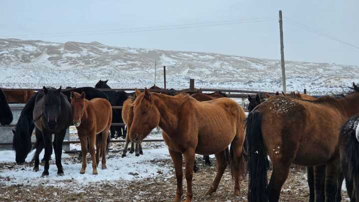 В Казахстане запатентовали шесть новых пород Адайской лошади