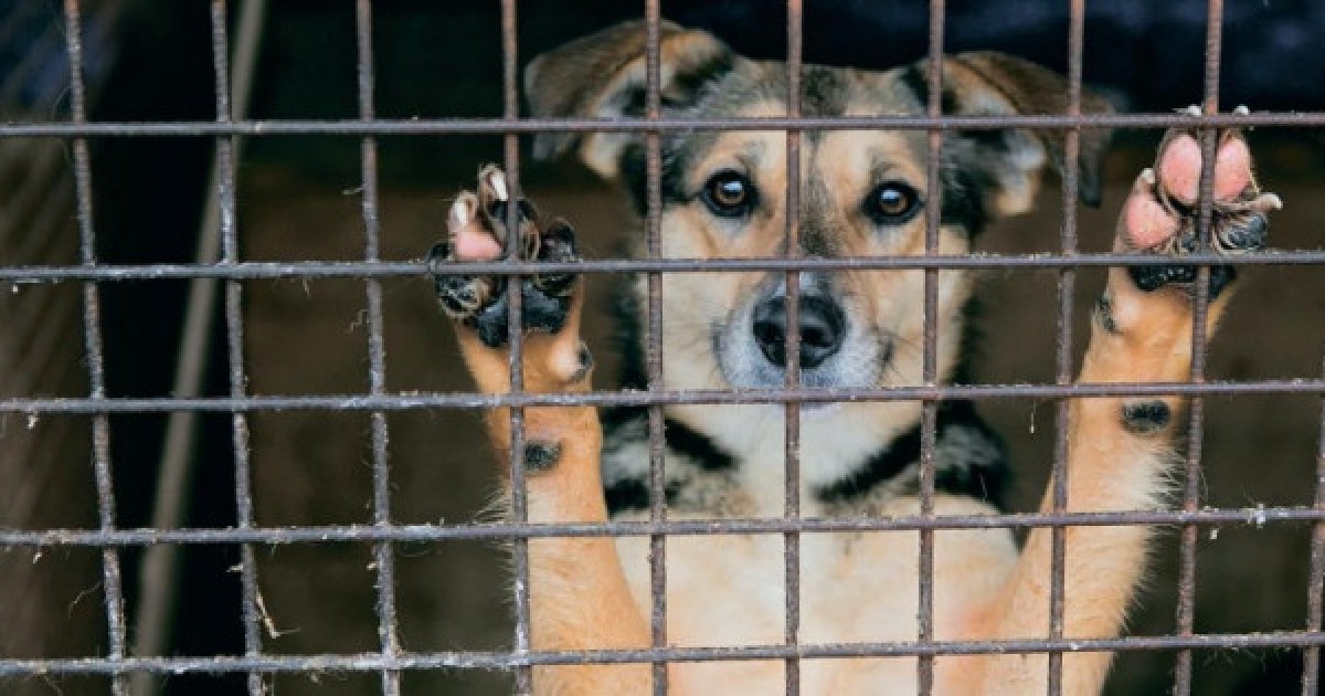 Южная Корея запретила разведение собак на мясо. Хотя употреблять в пищу можно