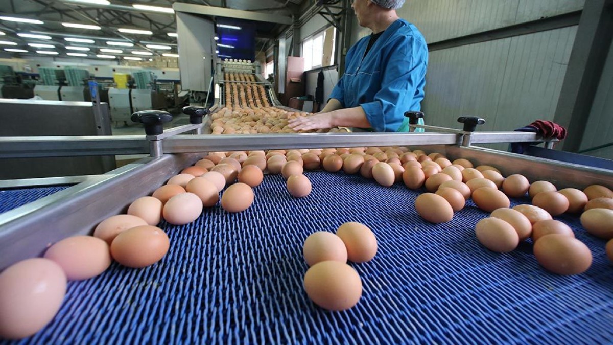 На Западе Казахстана нет дефицита яиц
