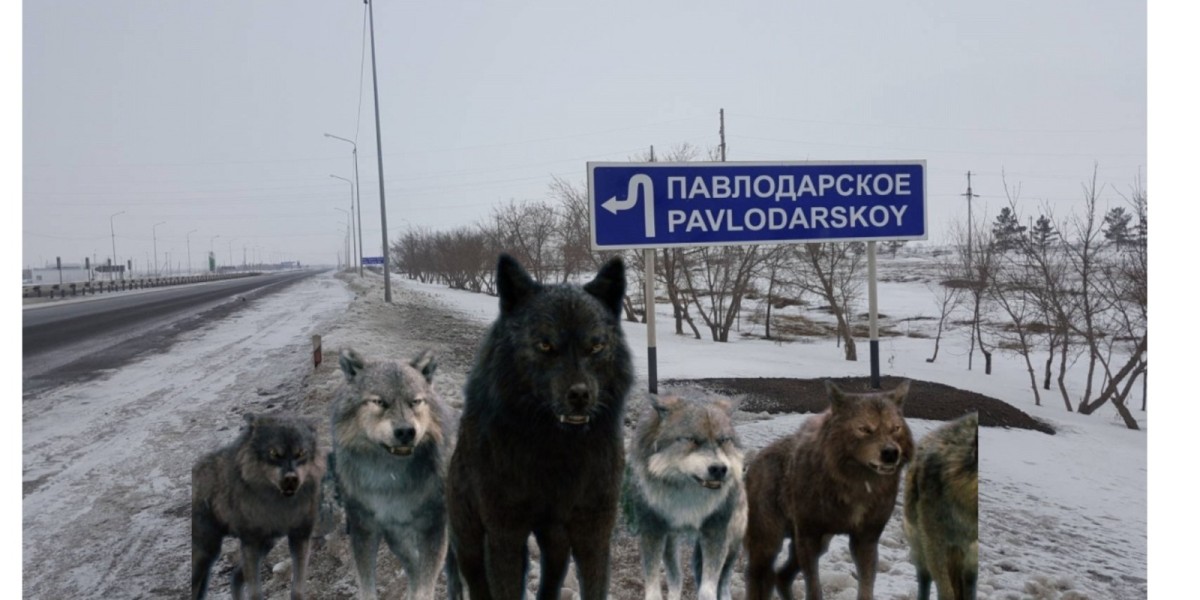 В пригороде Павлодара заметили стаю волков