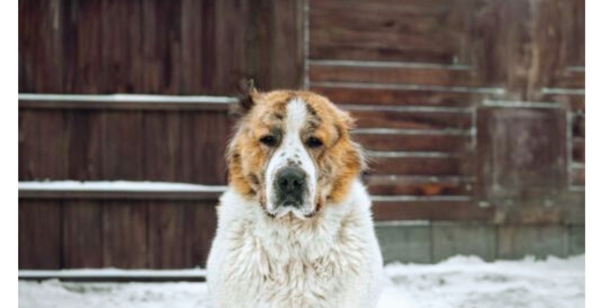 Сохранение казахских пород собак: передача нашего наследия будущим поколениям