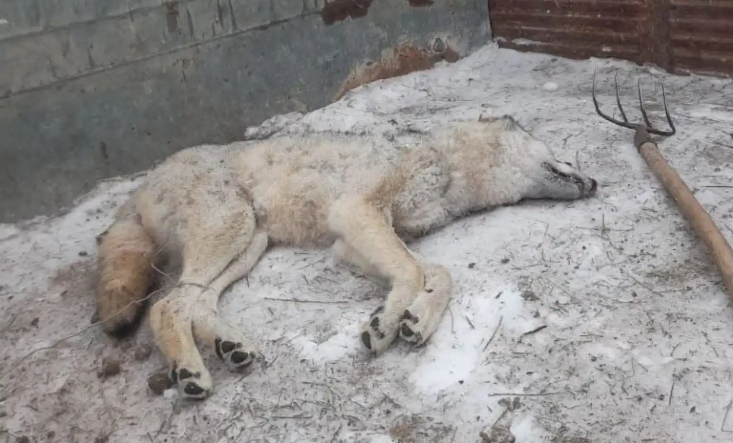 В Атырау нападают волки? (+ВИДЕО)