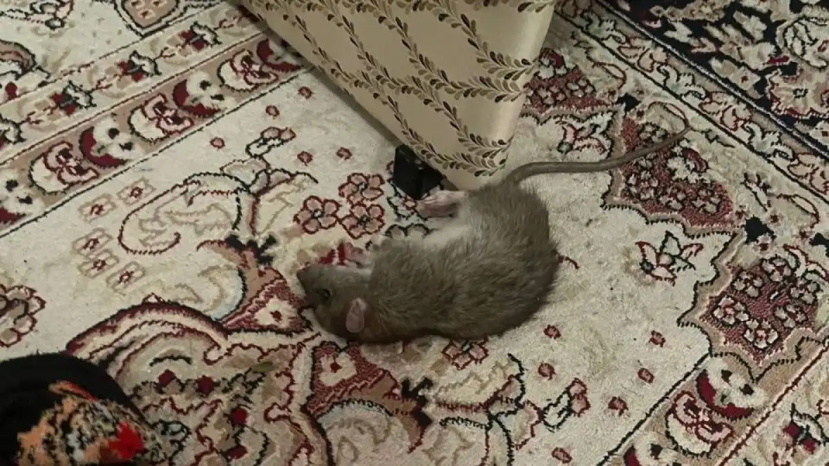 Стали известны причины увеличения численности крыс в Атырау