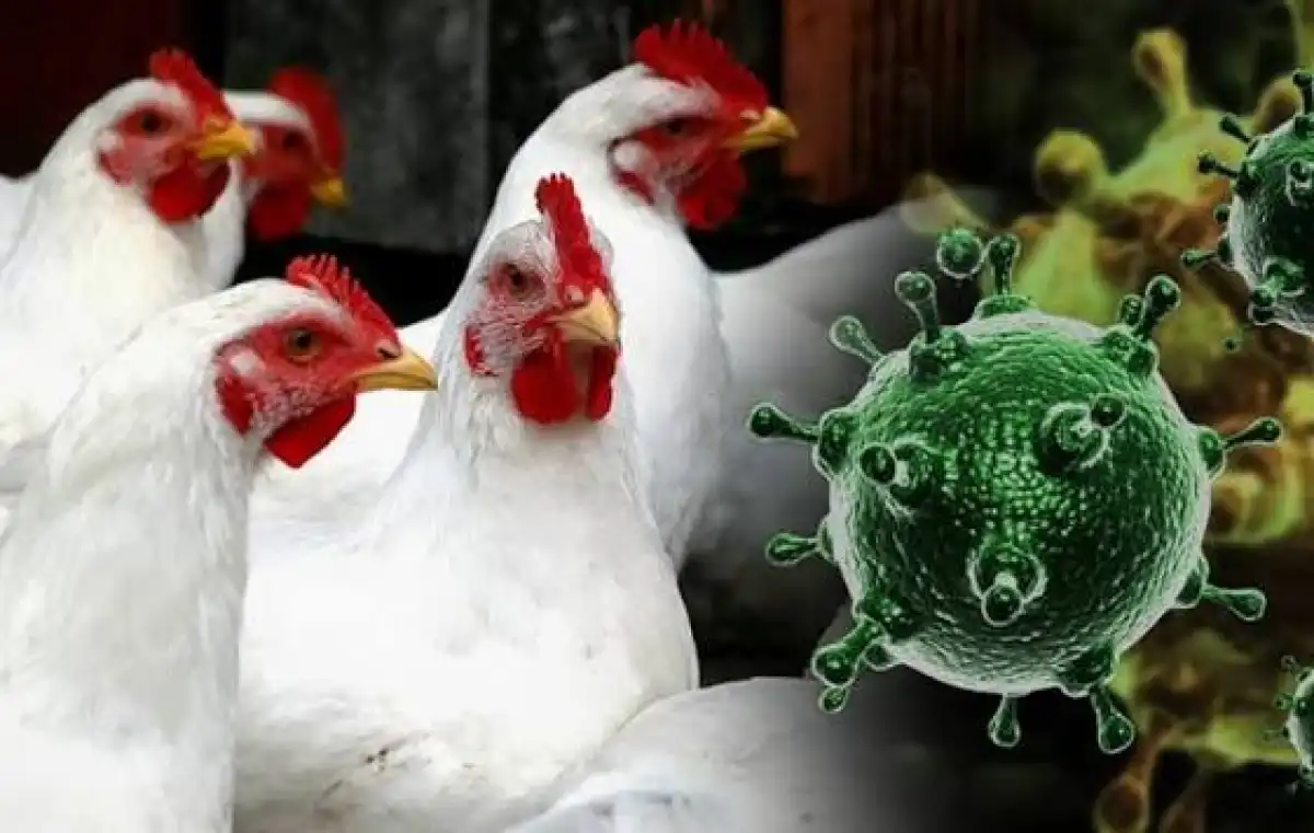 В мире впервые зафиксирована смерть человека от птичьего гриппа H5N5