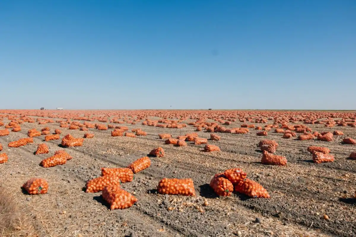В Атырауской области увеличилось поголовье скота и расширены посевные площади