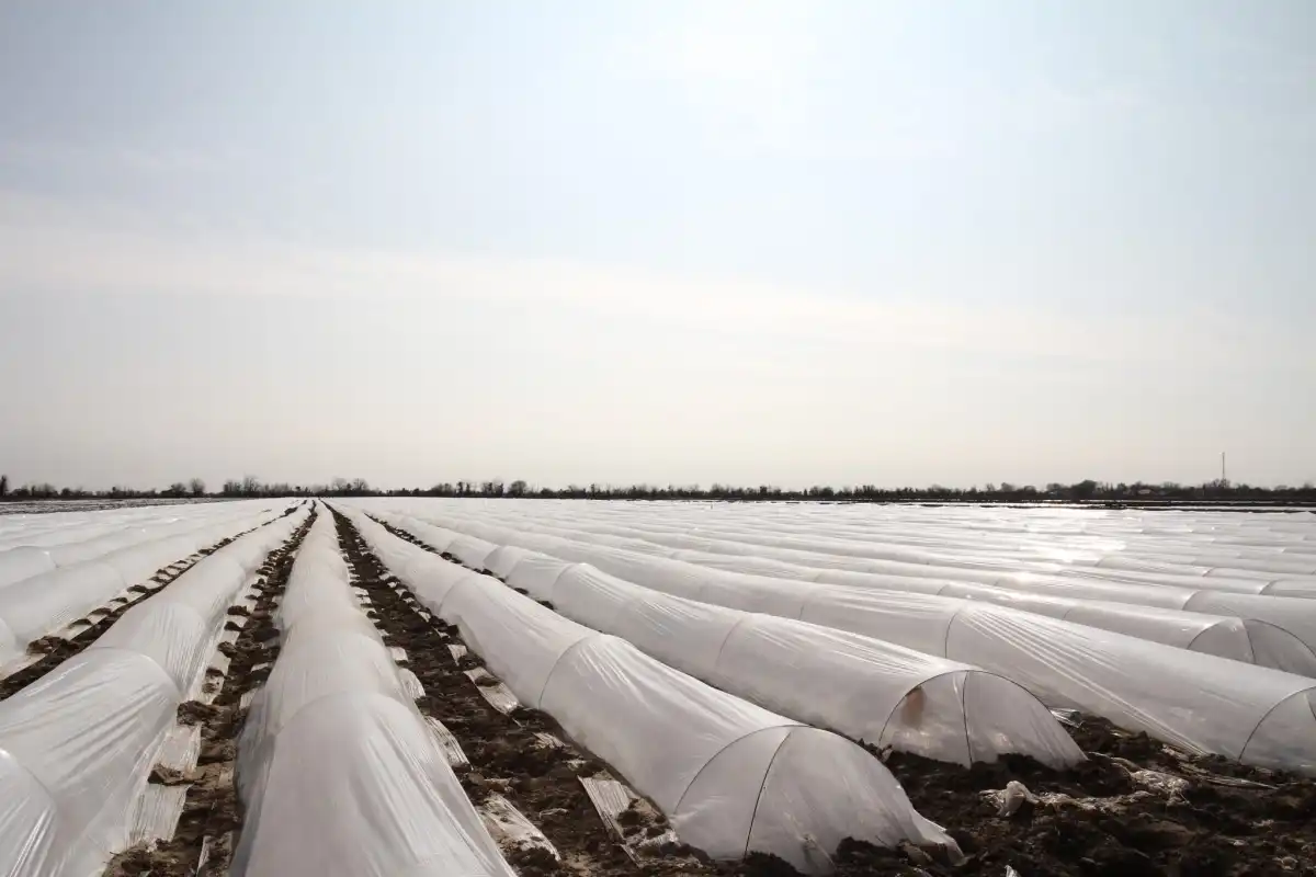 В Туркестанской области стартовал сев ранних овощных культур