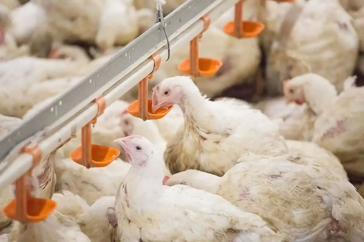 В новую птицефабрику вложат 5,2 млрд тенге