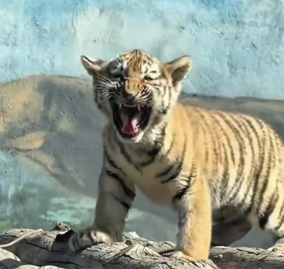 В Алматинском зоопарке родилась тройня амурских тигрят