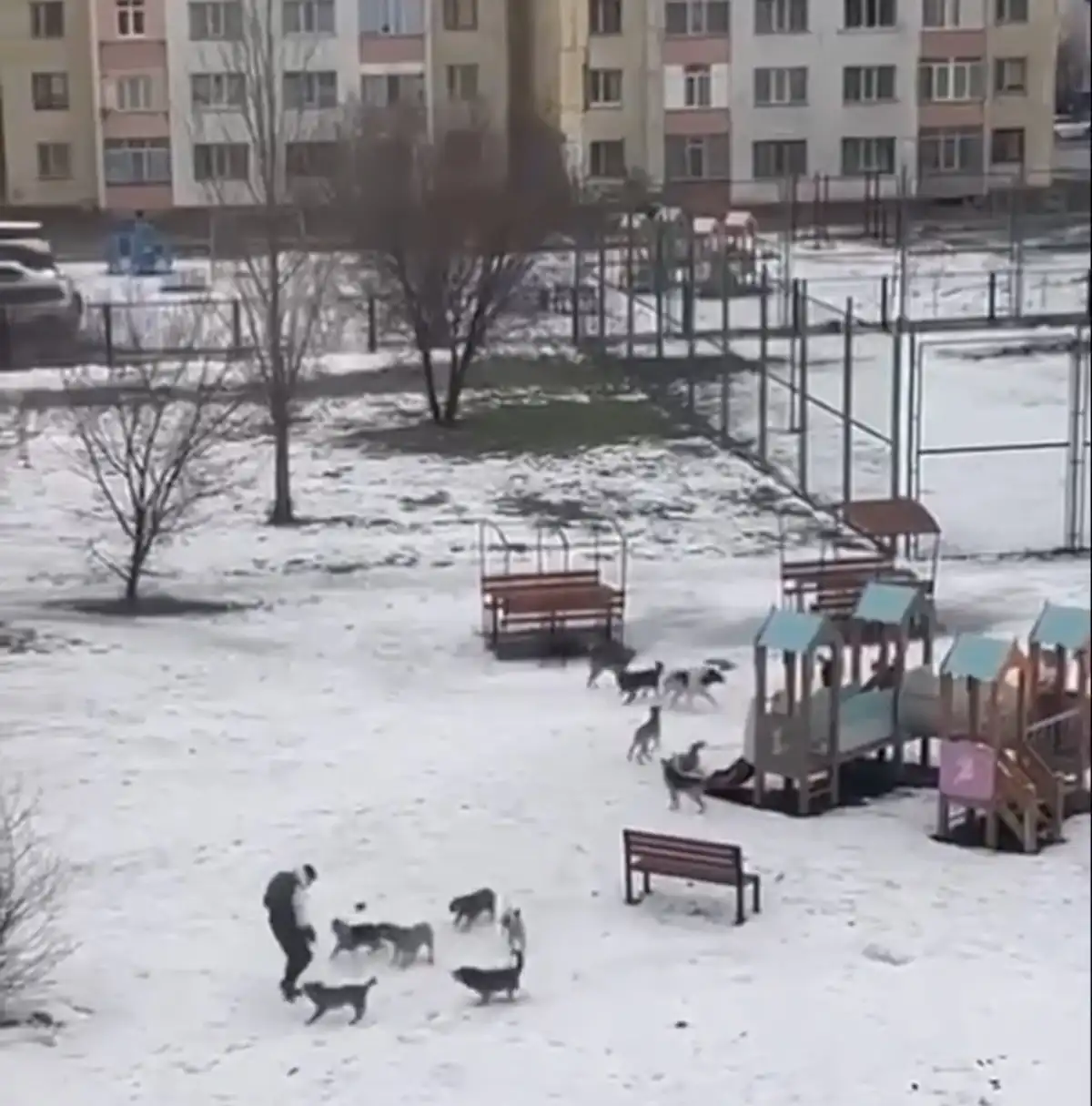 В Казахстане обсуждают законопроект об эвтаназии бездомных собак: 41 тысяча нападений за год