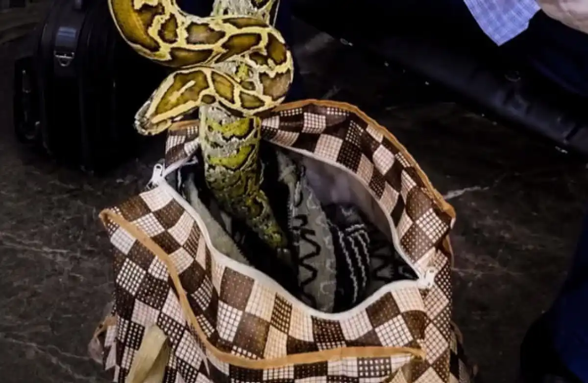 В Узбекистане пресекли попытку незаконного ввоза сетчатого питона