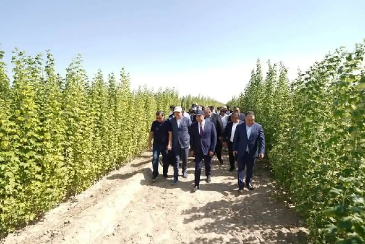 ⁠Более 3 млн деревьев высадили в Туркестанской области за пять лет
