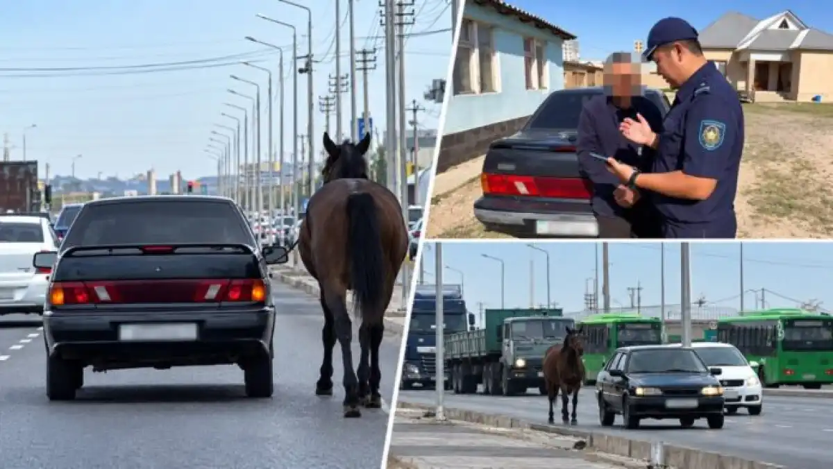Привязал лошадь к машине и заставлял бежать: в Шымкенте наказали водителя